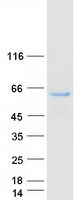 NAG20 / UBAP1 Protein - Purified recombinant protein UBAP1 was analyzed by SDS-PAGE gel and Coomassie Blue Staining
