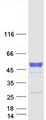 NAGA Protein - Purified recombinant protein NAGA was analyzed by SDS-PAGE gel and Coomassie Blue Staining