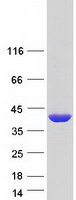 NAGK Protein - Purified recombinant protein NAGK was analyzed by SDS-PAGE gel and Coomassie Blue Staining
