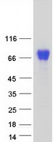 NAGPA Protein - Purified recombinant protein NAGPA was analyzed by SDS-PAGE gel and Coomassie Blue Staining