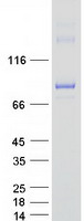 NAK / TBK1 Protein - Purified recombinant protein TBK1 was analyzed by SDS-PAGE gel and Coomassie Blue Staining