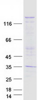 NALP1 / NLRP1 Protein - Purified recombinant protein NLRP1 was analyzed by SDS-PAGE gel and Coomassie Blue Staining