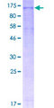 NALP3 / NLRP3 Protein - 12.5% SDS-PAGE of human NLRP3 stained with Coomassie Blue