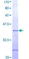 NALP3 / NLRP3 Protein - 12.5% SDS-PAGE Stained with Coomassie Blue.