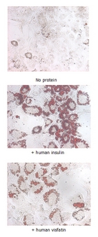 NAMPT / Visfatin Protein - Insulin-mimetic effects on stimulated differentiating 3T3-L1 cells. 10 ug/ml iNampt (human) (rec.) (His) or human insulin was added to differentiating 3T3-L1 cells that had been stimulated with 1 uM dexamethasone and 0.5mM IBMX for 2 days. After 5 days, fat droplets were stained with Oil-Red O.