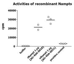 NAMPT / Visfatin Protein - Measurement of NAMPT enzymatic activity was performed as described previously [G.C. Elliott, et al.; Anal Biochem 107, 199 (1980)]. The recombinant Nampt was diluted in assay buffer and 10 ul per 50 ul reaction mix were applied in the reaction mix (20 mmol/l Tris-HCl pH 7.4; 2,5 mmol/l ATP; 50 mmol/l NaCl; 12,5 mmol/l MgCl2; 2 mmol/l DTT; 0,5 mmol/l PRPP; 5 uMol/l 14C-nicotinamide) and incubated at 37°C for 1h. The 50 ul reaction mix was transferred into tubes containing 2ml of acetone and afterwards pipetted onto acetone-presoaked glass microfibre filters (GF/A 24 mm). After rinsing with 2 x 1ml acetone, filters were dried, transferred into vials with 6ml scintillation cocktail and radioactivity of 14C-NMN was quantified in a liquid scintillation counter. After subtraction of buffer values as background, cpm were normalized to 10^6 cells and the volume of enzyme preparation (10 ul). Mouse liver lysate at a concentration of 34.5 ug/ml was used as positive control in each assay. The positive control is mouse liver lysate at a concentration of 34,5 ug/ml - normally, which brings the most counts per minute (cpm) (contributed by Antje Garten and Dr. Kiess, University of Leipzig, Germany).