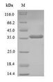 NANOG Protein - (Tris-Glycine gel) Discontinuous SDS-PAGE (reduced) with 5% enrichment gel and 15% separation gel.