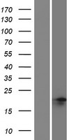 NANOGNB Protein - Western validation with an anti-DDK antibody * L: Control HEK293 lysate R: Over-expression lysate