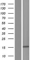 NANOS2 / NOS2 Protein - Western validation with an anti-DDK antibody * L: Control HEK293 lysate R: Over-expression lysate