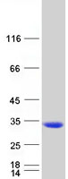 NANP Protein - Purified recombinant protein NANP was analyzed by SDS-PAGE gel and Coomassie Blue Staining