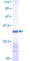 NANS Protein - 12.5% SDS-PAGE Stained with Coomassie Blue.