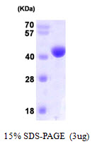 NANS Protein