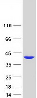 NANS Protein - Purified recombinant protein NANS was analyzed by SDS-PAGE gel and Coomassie Blue Staining