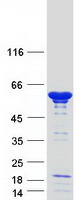 NAP1L1 Protein - Purified recombinant protein NAP1L1 was analyzed by SDS-PAGE gel and Coomassie Blue Staining