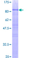 NAP1L2 / BPX Protein - 12.5% SDS-PAGE of human NAP1L2 stained with Coomassie Blue