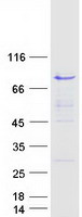 NAP1L2 / BPX Protein - Purified recombinant protein NAP1L2 was analyzed by SDS-PAGE gel and Coomassie Blue Staining