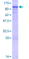 NAP1L3 Protein - 12.5% SDS-PAGE of human NAP1L3 stained with Coomassie Blue