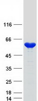 NAP1L4 Protein - Purified recombinant protein NAP1L4 was analyzed by SDS-PAGE gel and Coomassie Blue Staining