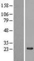 NAP1L5 Protein - Western validation with an anti-DDK antibody * L: Control HEK293 lysate R: Over-expression lysate