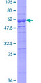NAP1L5 Protein - 12.5% SDS-PAGE of human NAP1L5 stained with Coomassie Blue