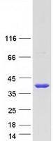 NAPB / SNAPB Protein - Purified recombinant protein NAPB was analyzed by SDS-PAGE gel and Coomassie Blue Staining