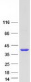 NAPB / SNAPB Protein - Purified recombinant protein NAPB was analyzed by SDS-PAGE gel and Coomassie Blue Staining