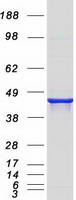 NAPE-PLD Protein - Purified recombinant protein NAPEPLD was analyzed by SDS-PAGE gel and Coomassie Blue Staining