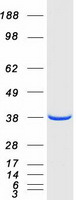 NAPG Protein - Purified recombinant protein NAPG was analyzed by SDS-PAGE gel and Coomassie Blue Staining