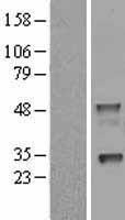 NAPSA / NAPA / Napsin A Protein - Western validation with an anti-DDK antibody * L: Control HEK293 lysate R: Over-expression lysate