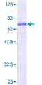 NAPSA / NAPA / Napsin A Protein - 12.5% SDS-PAGE of human NAPSA stained with Coomassie Blue