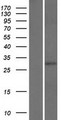 NAR / CPSF4 Protein - Western validation with an anti-DDK antibody * L: Control HEK293 lysate R: Over-expression lysate