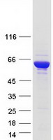 NARS Protein - Purified recombinant protein NARS was analyzed by SDS-PAGE gel and Coomassie Blue Staining