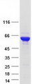 NARS Protein - Purified recombinant protein NARS was analyzed by SDS-PAGE gel and Coomassie Blue Staining