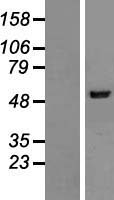NARS2 Protein - Western validation with an anti-DDK antibody * L: Control HEK293 lysate R: Over-expression lysate