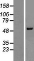 NARS2 Protein - Western validation with an anti-DDK antibody * L: Control HEK293 lysate R: Over-expression lysate