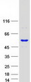 NARS2 Protein - Purified recombinant protein NARS2 was analyzed by SDS-PAGE gel and Coomassie Blue Staining