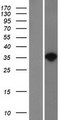 NAT1 / AAC1 Protein - Western validation with an anti-DDK antibody * L: Control HEK293 lysate R: Over-expression lysate