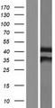 NAT1 / AAC1 Protein - Western validation with an anti-DDK antibody * L: Control HEK293 lysate R: Over-expression lysate