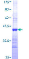 NAT10 Protein - 12.5% SDS-PAGE Stained with Coomassie Blue.