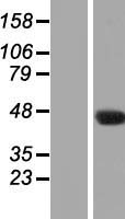NAT16 / C7orf52 Protein - Western validation with an anti-DDK antibody * L: Control HEK293 lysate R: Over-expression lysate