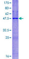 NATO3 / FERD3L Protein - 12.5% SDS-PAGE of human FERD3L stained with Coomassie Blue