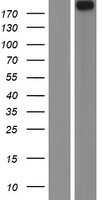 NAV1 Protein - Western validation with an anti-DDK antibody * L: Control HEK293 lysate R: Over-expression lysate