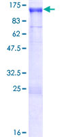 NAV2 Protein - 12.5% SDS-PAGE of human NAV2 stained with Coomassie Blue