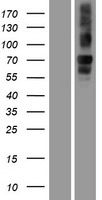 NBEA / Neurobeachin Protein - Western validation with an anti-DDK antibody * L: Control HEK293 lysate R: Over-expression lysate