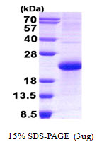 NBL1 / DAN Protein