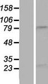 NBPF15 Protein - Western validation with an anti-DDK antibody * L: Control HEK293 lysate R: Over-expression lysate