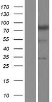 NBPF4 Protein - Western validation with an anti-DDK antibody * L: Control HEK293 lysate R: Over-expression lysate