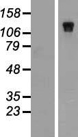 NBR1 Protein - Western validation with an anti-DDK antibody * L: Control HEK293 lysate R: Over-expression lysate