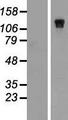 NBR1 Protein - Western validation with an anti-DDK antibody * L: Control HEK293 lysate R: Over-expression lysate