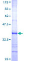 NCAN / Neurocan Protein - 12.5% SDS-PAGE Stained with Coomassie Blue.